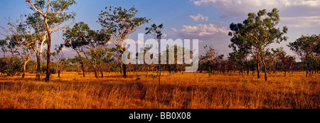 Savane boisée, Kimberley, Australie occidentale Banque D'Images