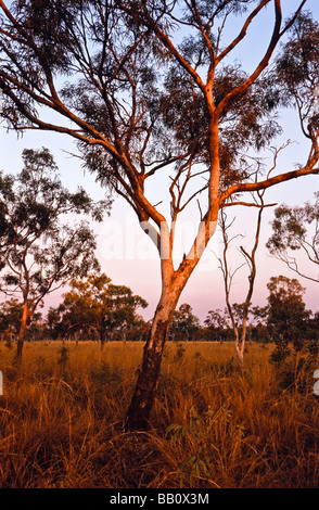 Savane boisée, Kimberley, Australie occidentale Banque D'Images