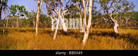 Savane boisée, Kimberley, Australie occidentale Banque D'Images