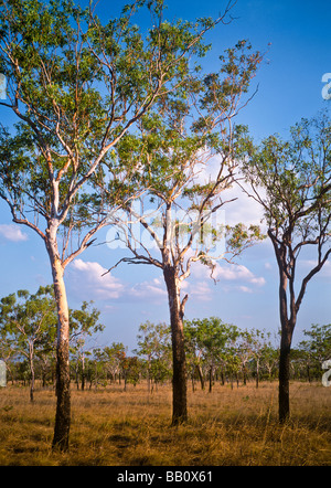 Savane boisée, Kimberley, Australie occidentale Banque D'Images