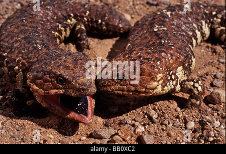Shingleback lizard, outback Australie Banque D'Images