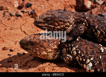 Shingleback lizard, outback Australie Banque D'Images