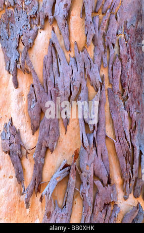 Détail de l'écorce des arbres, de l'Australie Banque D'Images
