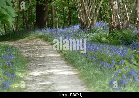 Jacinthes des bois dans la région de Kent, Angleterre Banque D'Images