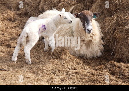 Mouton agneau nuzzling mère sur le foin au printemps Banque D'Images