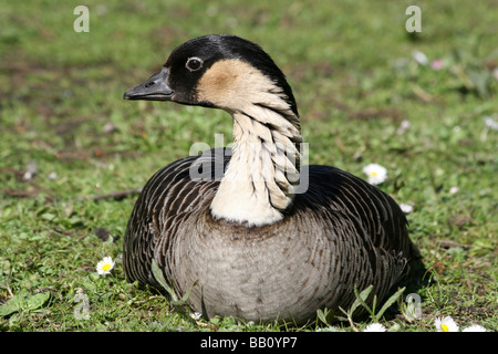 Hawaiian Goose Branta sandvicensis Nēnē ou assis sur l'herbe prise à Martin simple WWT, Lancashire UK Banque D'Images