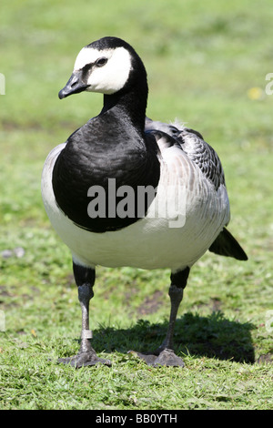 Portrait de Bernache nonnette Branta leucopsis debout sur l'Herbe à Martin simple WWT, Lancashire UK Banque D'Images