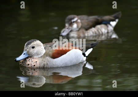 Paire de Ringed Teal Callonetta leucophrys nager à Martin simple WWT, Lancashire UK Banque D'Images