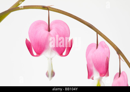 Image Fleurs de vie encore de Dicentra spectabilis fleurs en forme de coeur sur fond blanc Banque D'Images