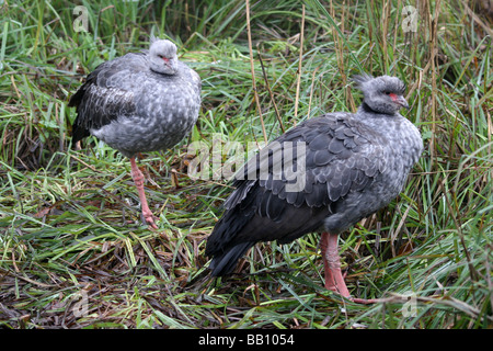 Paire de Southern Crested Screamers Chauna torquata à Martin simple WWT, Lancashire UK Banque D'Images