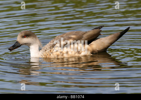 Patagonian Crested Duck Lophonetta specularioides specularioides nager à Martin simple WWT, Lancashire UK Banque D'Images