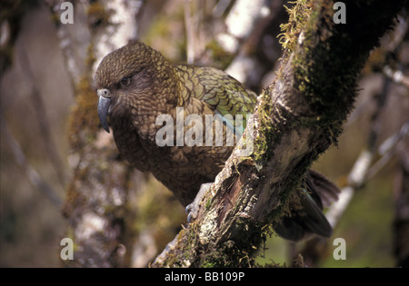 Nestor notabilis Kea Milford Sound Road Parc National de Fiordland au Patrimoine Mondial de l'île du Sud Nouvelle-Zélande Banque D'Images