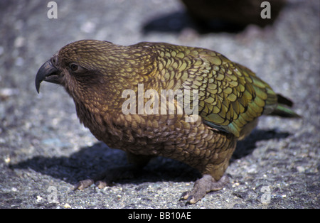 Nestor notabilis Kea perroquet alpin Milford Sound Road Parc National de Fiordland au Patrimoine Mondial de l'île du Sud Nouvelle-Zélande Banque D'Images