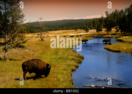 Nez Perce Creek avec le pâturage des bisons dans l'eau au Parc National de Yellowstone dans le Wyoming Banque D'Images