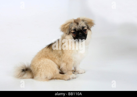 Tibetan Spaniel puppy 4 1 2 côté mois Banque D'Images