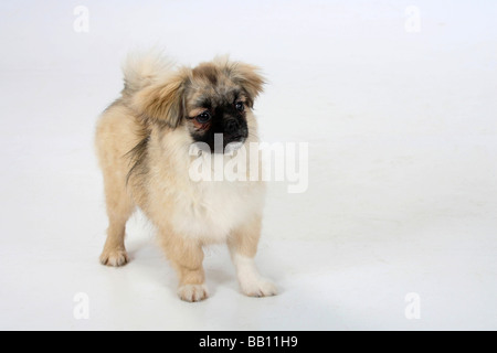 Tibetan Spaniel puppy 4 1 2 mois Banque D'Images