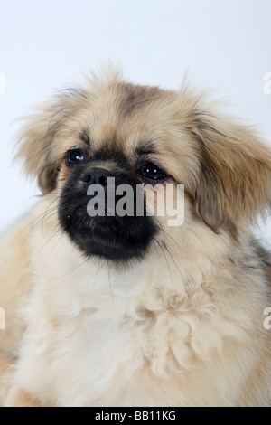 Tibetan Spaniel puppy 4 1 2 mois Banque D'Images