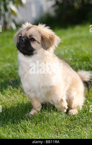 Tibetan Spaniel puppy 4 1 2 mois Banque D'Images