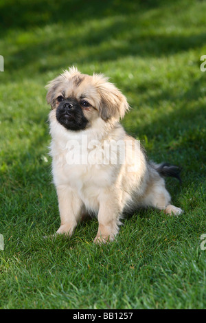 Tibetan Spaniel puppy 4 1/2 mois Banque D'Images