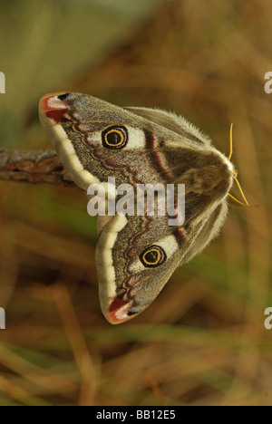 Papillon empereur - Saturnia pavonia Banque D'Images