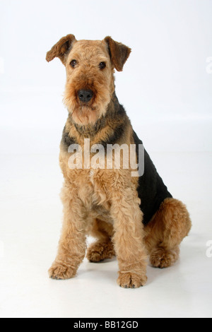 Airedale Terrier Banque D'Images