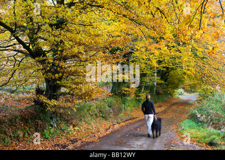 Dog walker marche le long d'un chemin de campagne à l'automne le Parc National d'Exmoor Angleterre Somerset Banque D'Images
