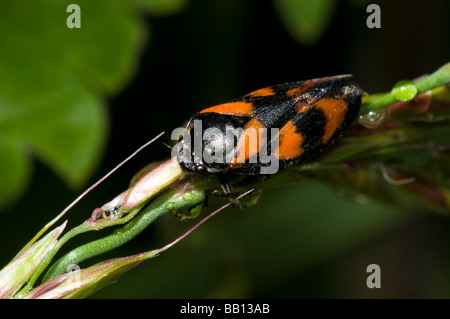 Froghopper rouge et noir Banque D'Images