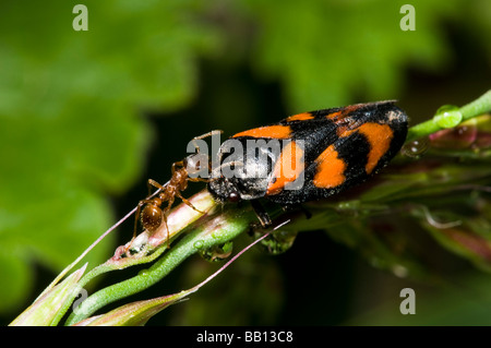 Le rouge et le noir avec Froghopper red ant Banque D'Images