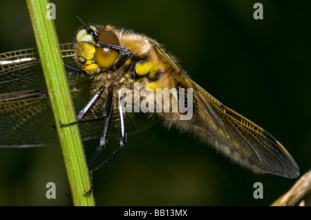 Four-spotted Chaser dragonfly Banque D'Images