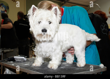 Le Premier ministre Groom toilettage de chiens à la concurrence en MyPetStop Tingley (près de Leeds / Wakefield). Banque D'Images