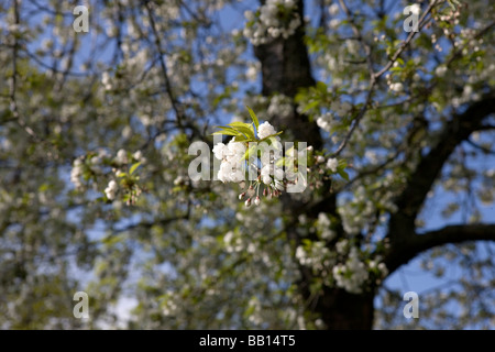 "Wild cherry (Prunus avium Plena") Banque D'Images