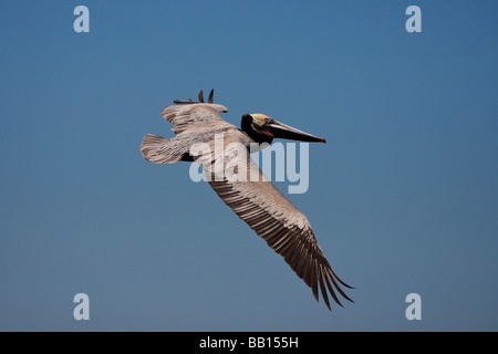 Braunpelikan Brauner Pelikan Pélican brun Pelecanus occidentalis battant Baja California au Mexique Banque D'Images