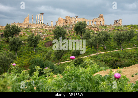 Avis de Volubilis ; une ruine romaine sur une longue, haut plateau juste au nord de Meknès au Maroc, l'Afrique du Nord - printemps Banque D'Images