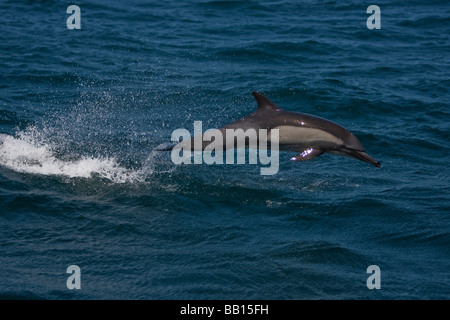 Dauphin commun Long Kapdelfin Delphinus capensis sautant Baja California au Mexique Banque D'Images