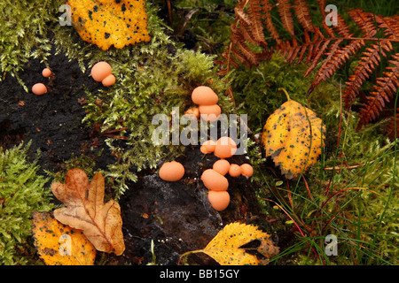 Un petit groupe d'Hypoxylon fragiforme champignons poussant sur le bois pourri sur le sol forestier. Surrey en Angleterre. Banque D'Images