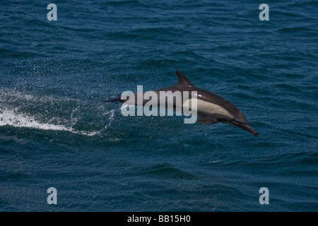 Dauphin commun Long Kapdelfin Delphinus capensis sautant Baja California au Mexique Banque D'Images