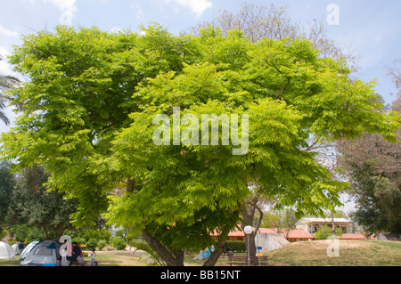 Koelreuteria bipinnata flame tree chinois Banque D'Images