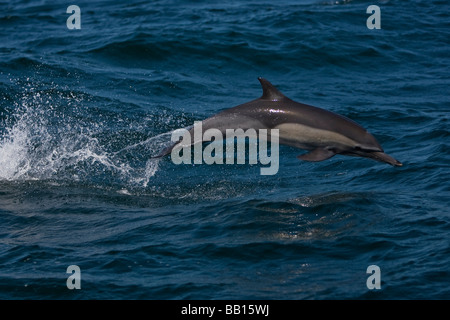 Dauphin commun Long Kapdelfin Delphinus capensis sautant Baja California au Mexique Banque D'Images