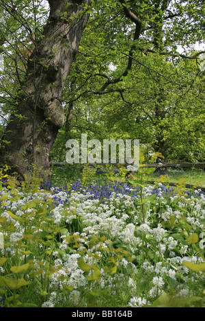 Les fleurs de printemps dans la zone boisée de Kew Gardens Banque D'Images