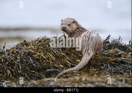 Une loutre assis sur des roches couvertes d'algues sur le rivage d'un lac sur l'île de Mull en Écosse Banque D'Images