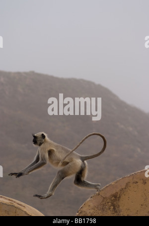 À face noire de saut de langurs hanuman Inde singe . fort rouge Inde Rajasthan Jaipur Banque D'Images