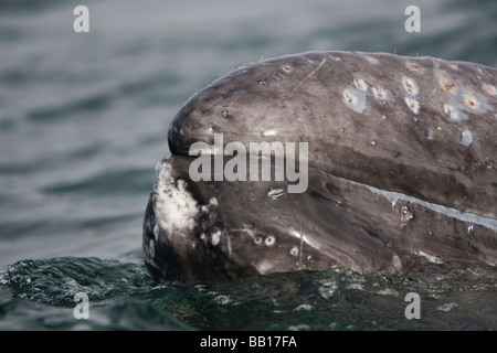 Grauwal La Baleine grise Eschrichtius robustus Baleine friendly calf San Ignacio Lagoon Baja California au Mexique le museau avec cheveux Banque D'Images