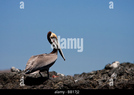 Braunpelikan Brauner Pelikan Pélican brun Pelecanus occidentalis adulte en plumage nuptial Baja California au Mexique Banque D'Images