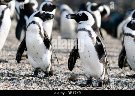 Manchot Spheniscus demersus, également connu sous le nom de pingouins Jackass, à la colonie à Robben Island, près de Cape Town, Afrique du Sud Banque D'Images