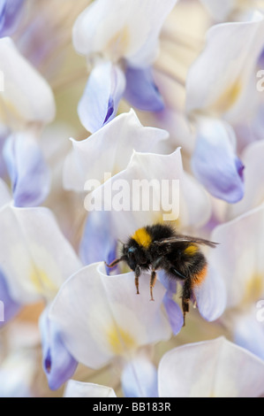 Buff-tailed bumblebee. Buff-tailed Bumblebee sur fleurs de glycine Banque D'Images