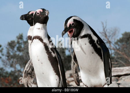 Manchot Spheniscus demersus, également connu sous le nom de pingouins Jackass, à la colonie à Robben Island, près de Cape Town, Afrique du Sud Banque D'Images