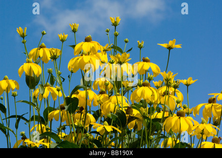 Fleurs jaunes lumineuses Rudbeckias contre un ciel bleu en été, UK Banque D'Images