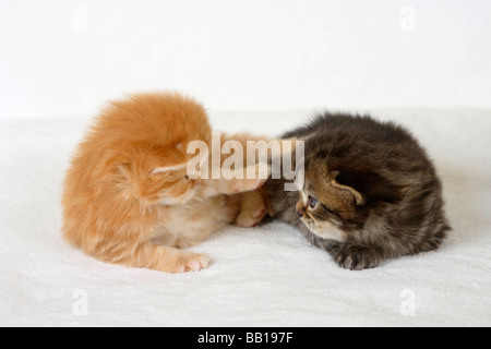 British Longhair Cat chatons 3 semaines red tabby et tabby noir Highlander Lowlander britannique Banque D'Images