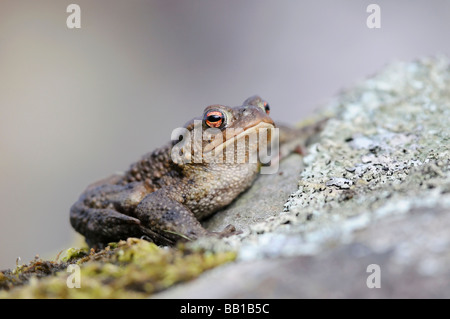 Crapaud commun sur un rocher Banque D'Images