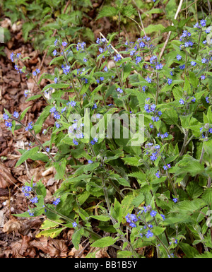 Orcanette vert, Pentaglottis sempervirens, Boraginacées Banque D'Images